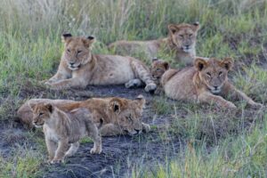 The BIG 5: African Lion
