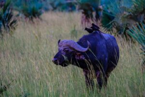 The BIG 5: Cape Buffalo