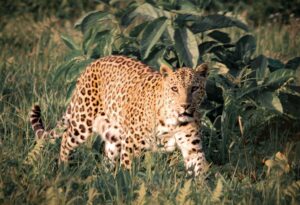 The BIG 5: African Leopard