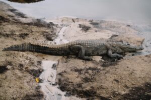 Crocodiles in St Lucia Town