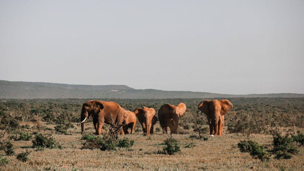 Kruger National Park