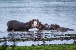 Two hippos fighting