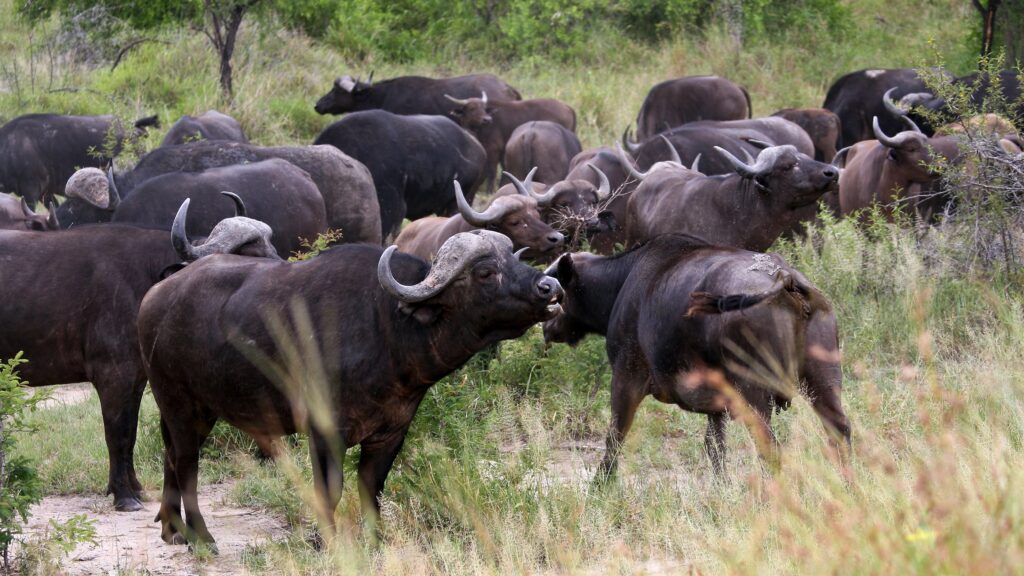 buffalos in kruger park | I Heart Safaris buffalos in kruger park