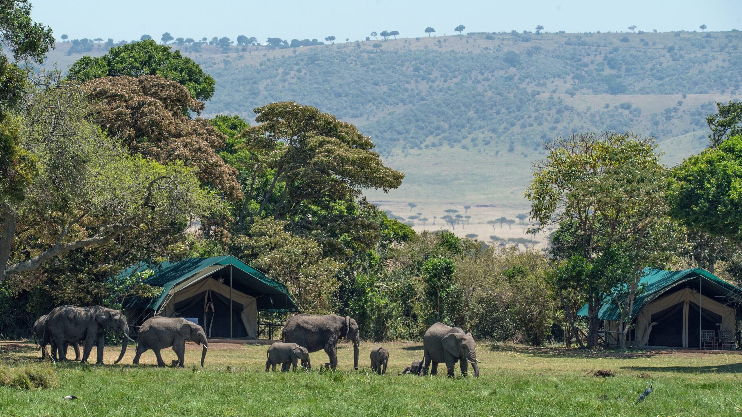 African Safaris: A History