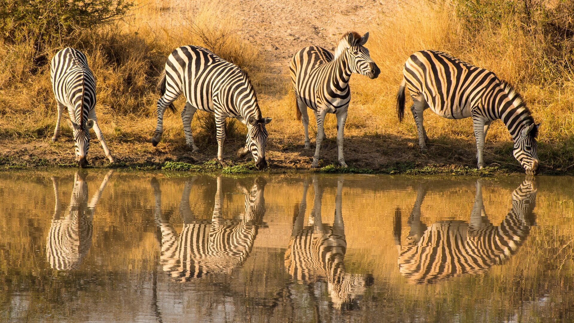 four zebras drinking water