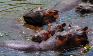 A pod of hippopotamuses