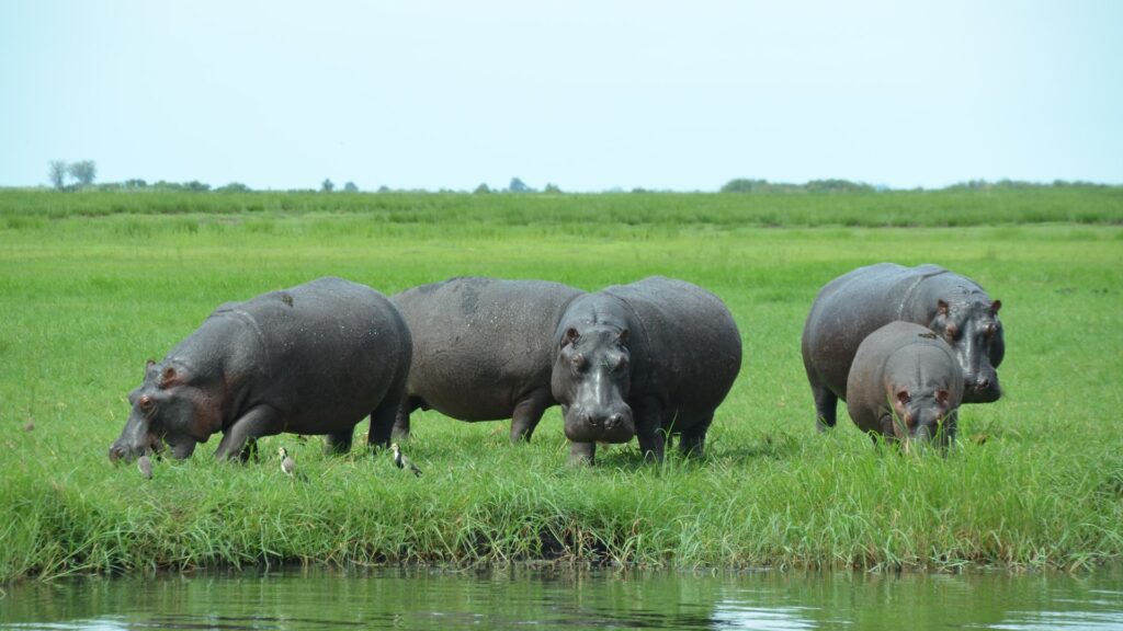 A hippo family by a body of water