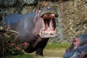 Large hippo with its mouth wide open