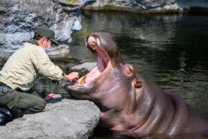 A professional handler caring for a Hippo