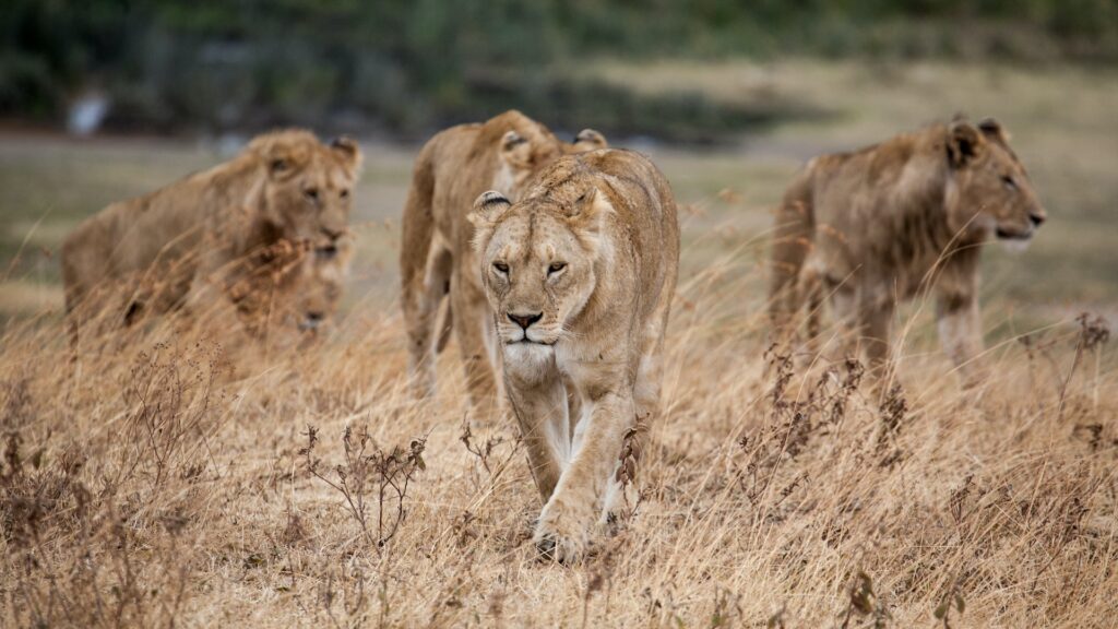 Lions on a hunt