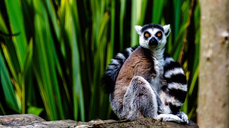 Madagascar Safari