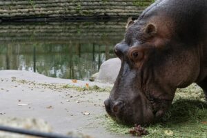 Hippo eating grass and fruits