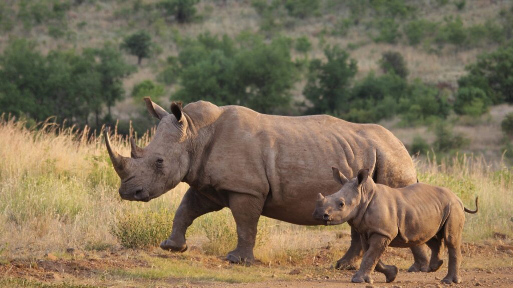 rhinoceros in Kruger park | I Heart Safaris rhinoceros in Kruger park