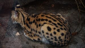 A serval
