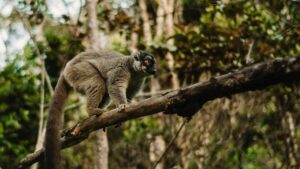 A Lemur on a branch