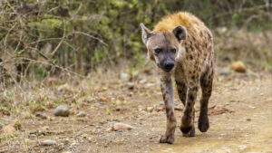 Spotted hyena walking alone