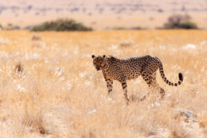 Cheetah Eating at Sossusvlei in the Namib Desert, Namibia, Africa