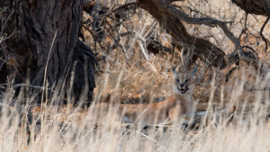 Caracal under a tree