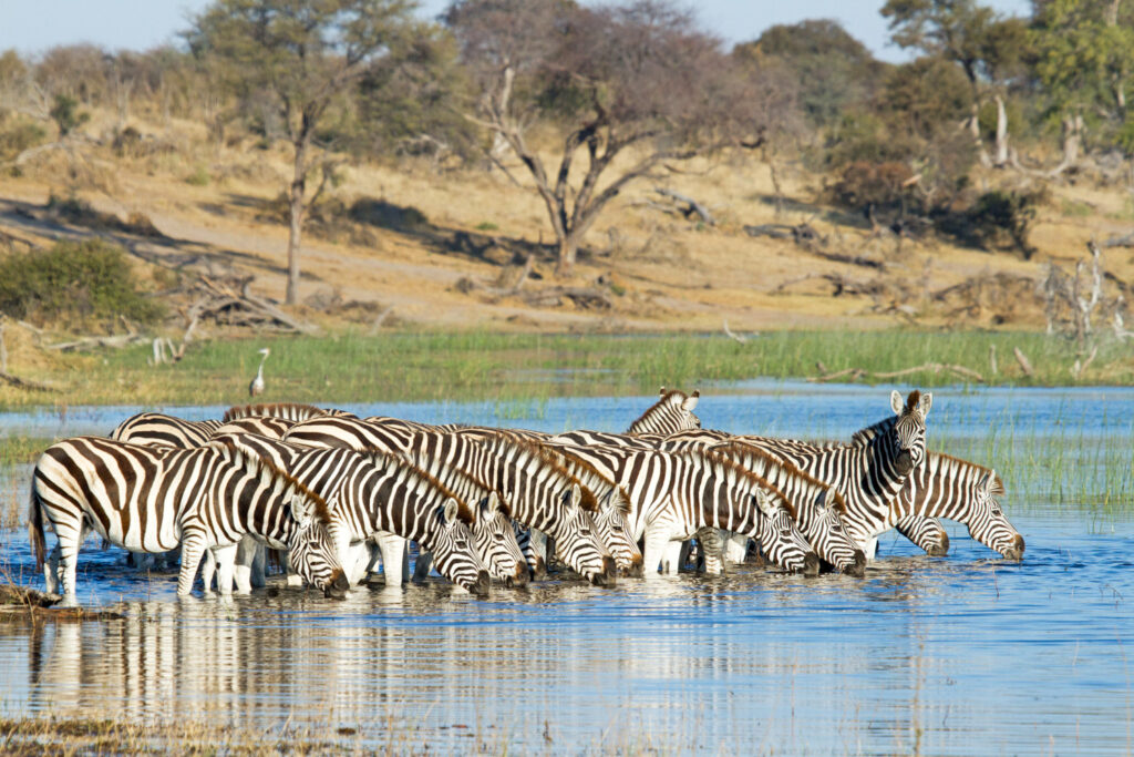 Boteti-River-Wildlife-06 | I Heart Safaris