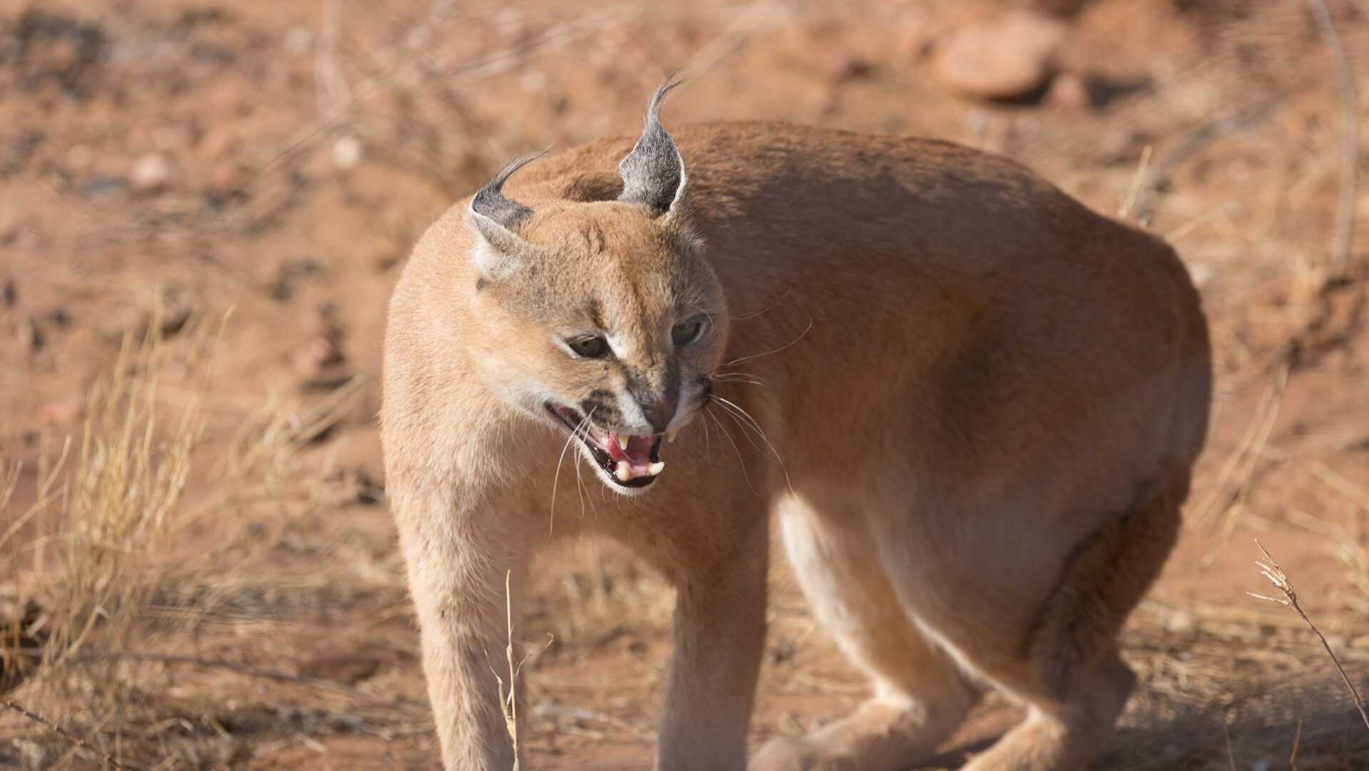African Caracal