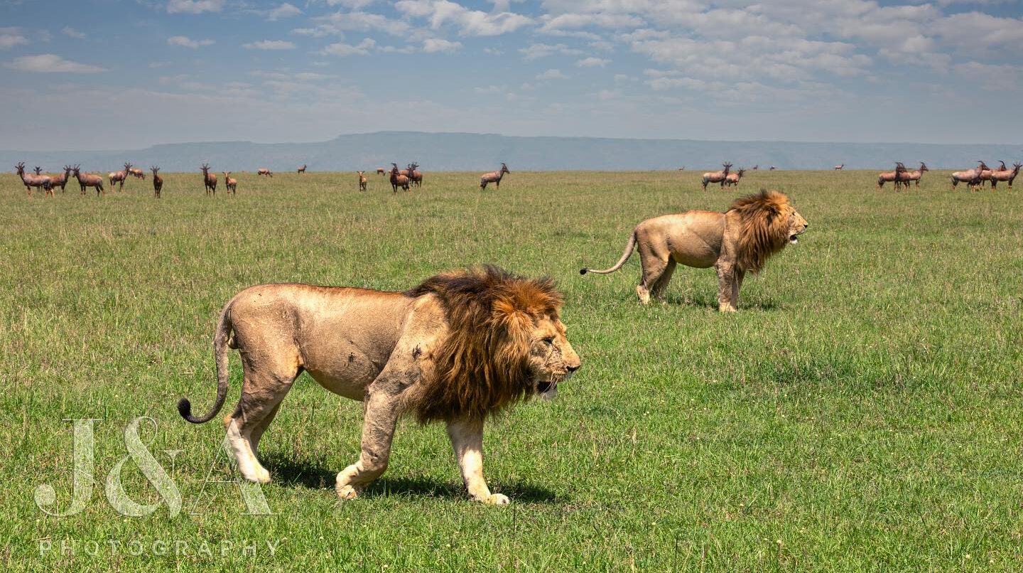 Safari Etiquette