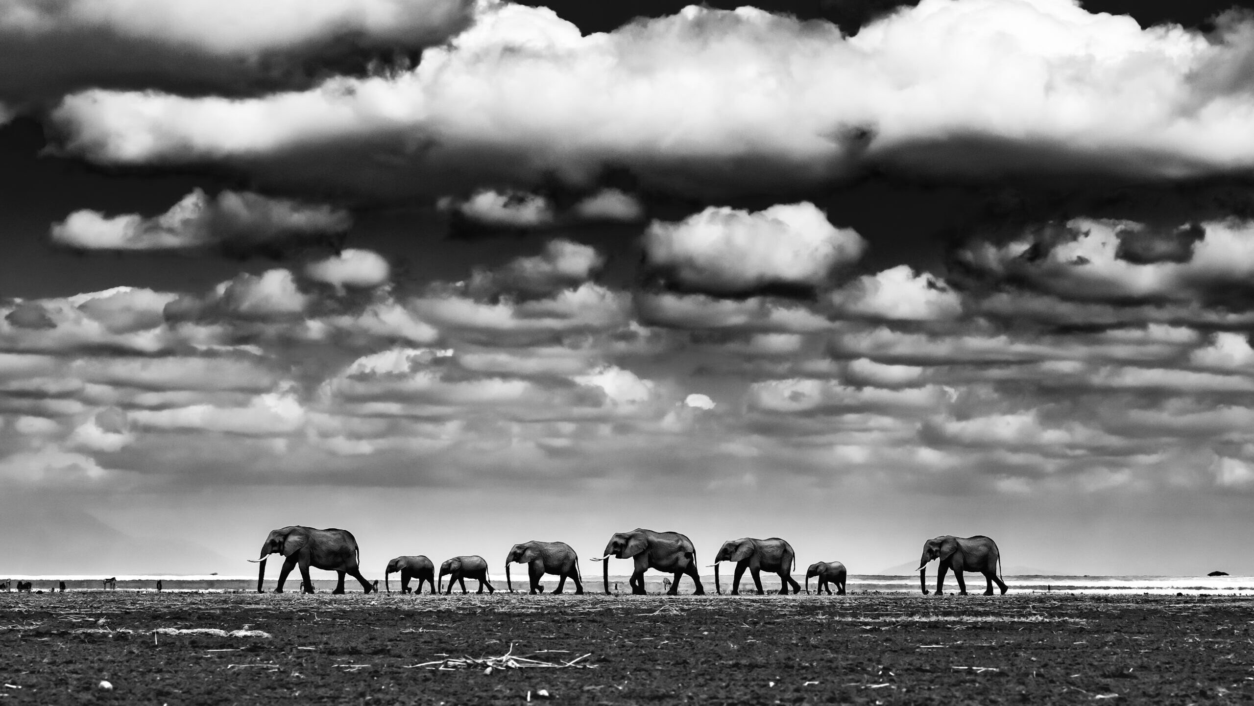 Elephant Family by Nili Gudhka
