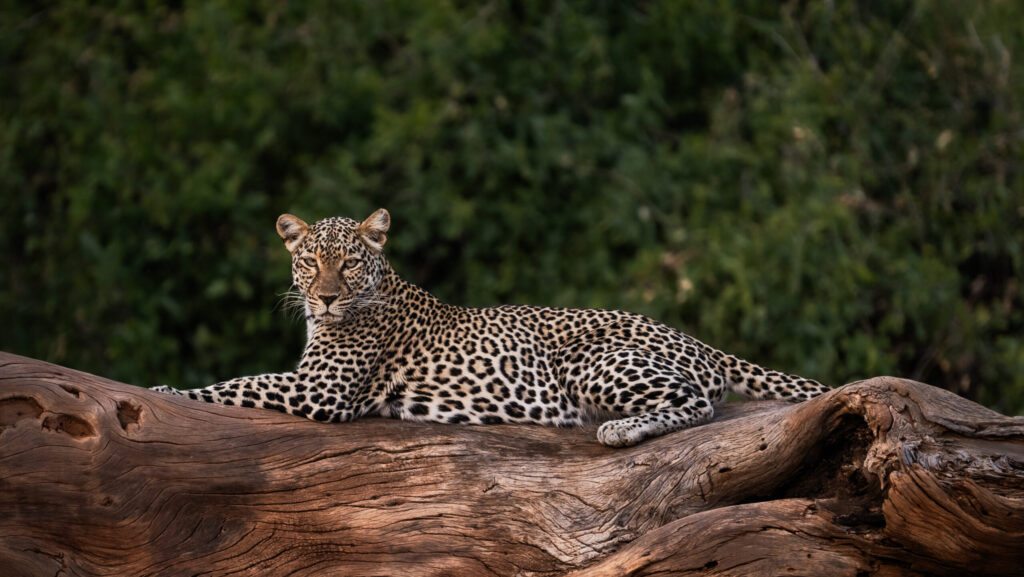 Samburu Leopard by Nili Gudhka