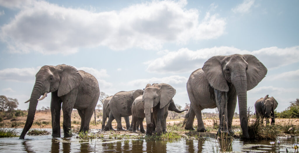 Drinking Elephants in the Kruger National Park, South Africa.