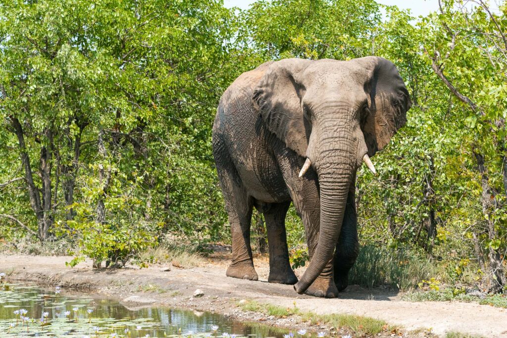 Elephant in Motswari Private Game Reserve