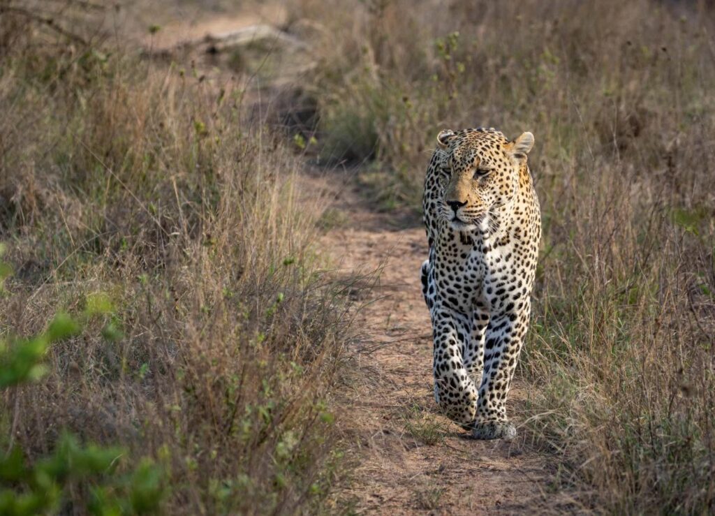 Motswari Private Game Reserve