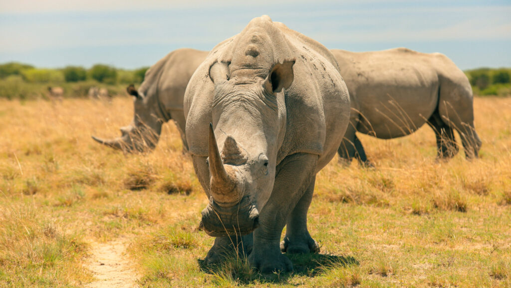 White Rhinos