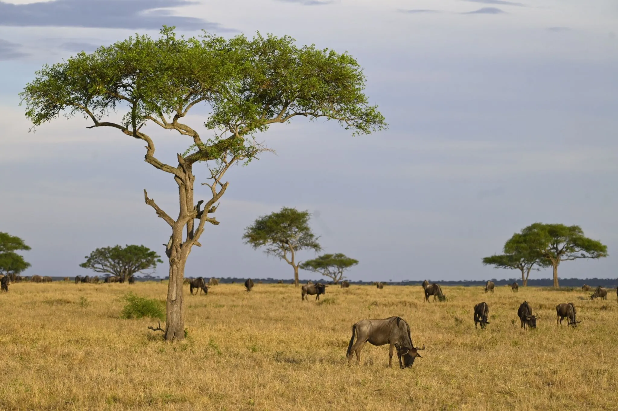 Wildebeest graze across golden grassland beneath flat-topped acacias under a pale sky, in the Grumeti reaches of the Serengeti