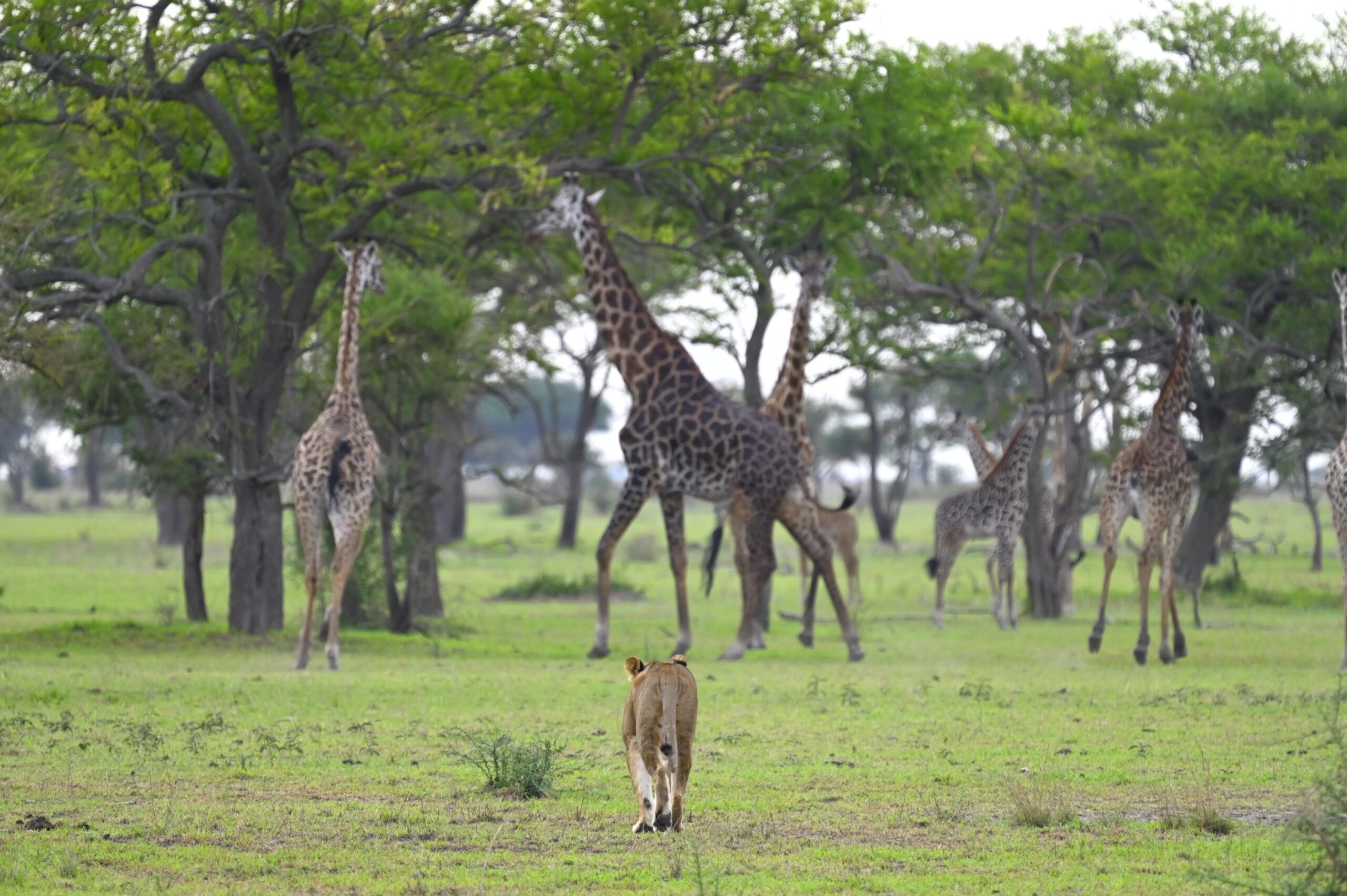 A lioness walks away across green grass towards a group of giraffe feeding among acacia trees in the Masai Mara