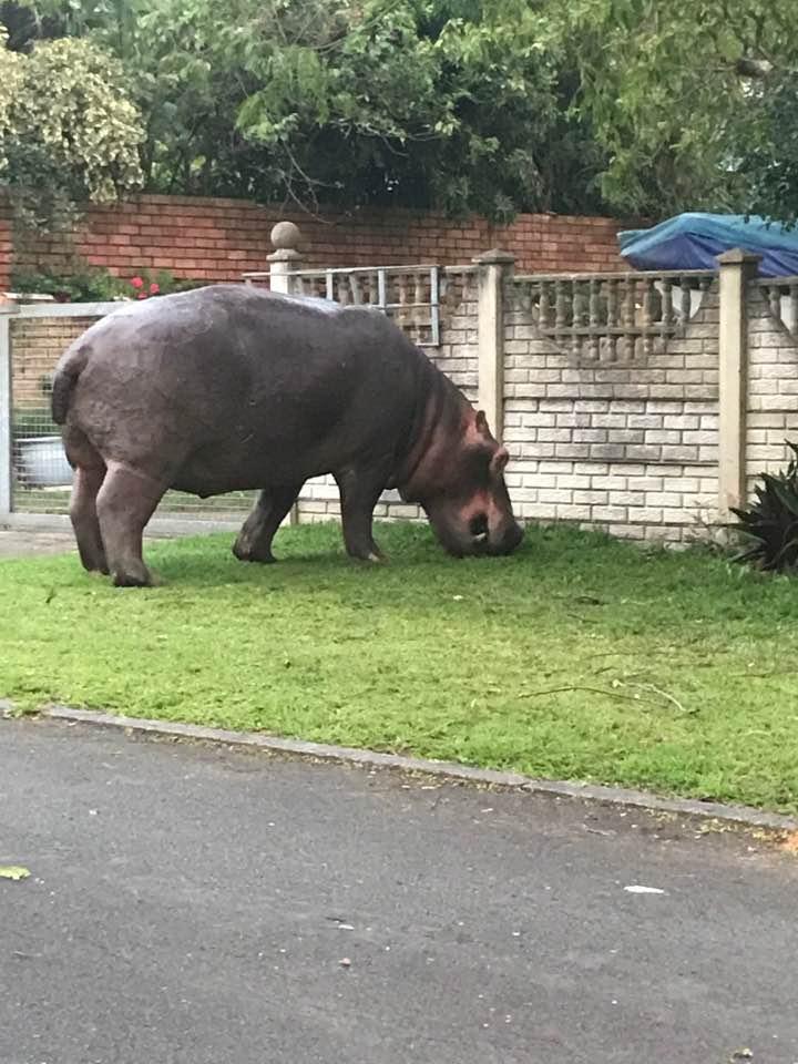 WhatsApp Image 2026-05-03 at 191544 6 | I Heart Safaris Adult hippopotamus grazing on a lawn beside a brick fence in a residential yard.