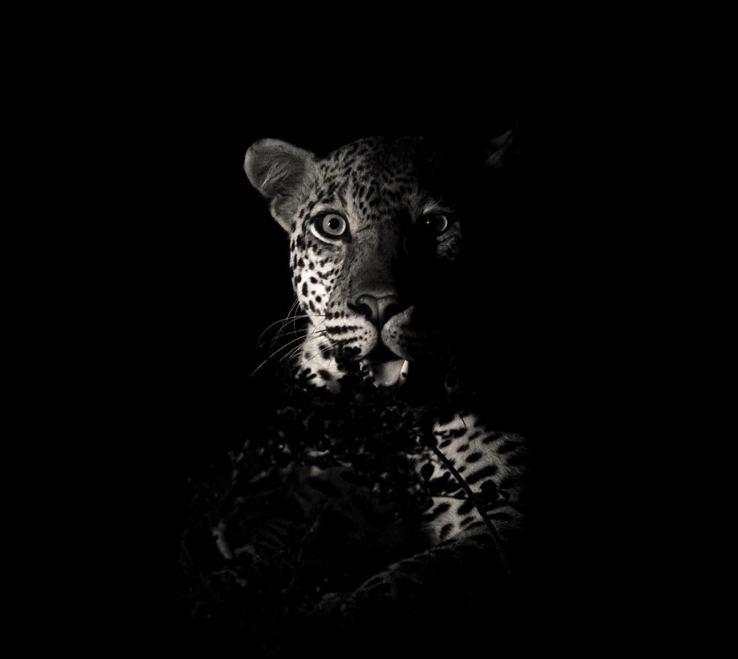 A leopard after dark Makhasa | I Heart Safaris Black and white photograph of a leopard at night, one ear, one eye and shoulder rosettes lit from the side, the rest in darkness. Makhasa Private Game Lodge.