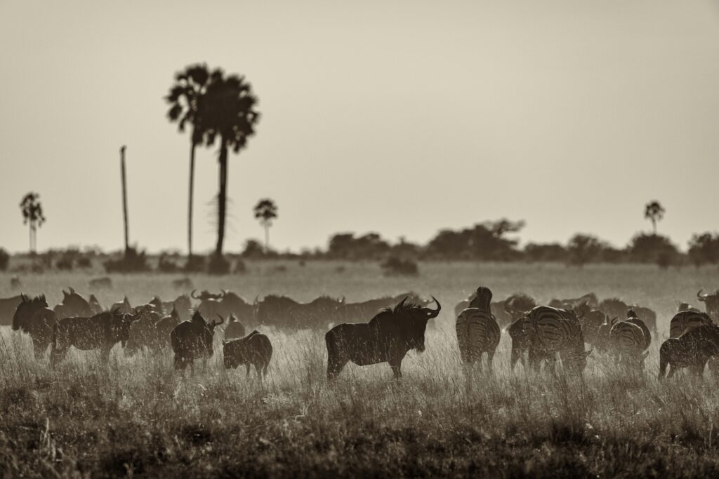 A herd of wildebeest and zebra in long grass at first light, palm trees on the horizon