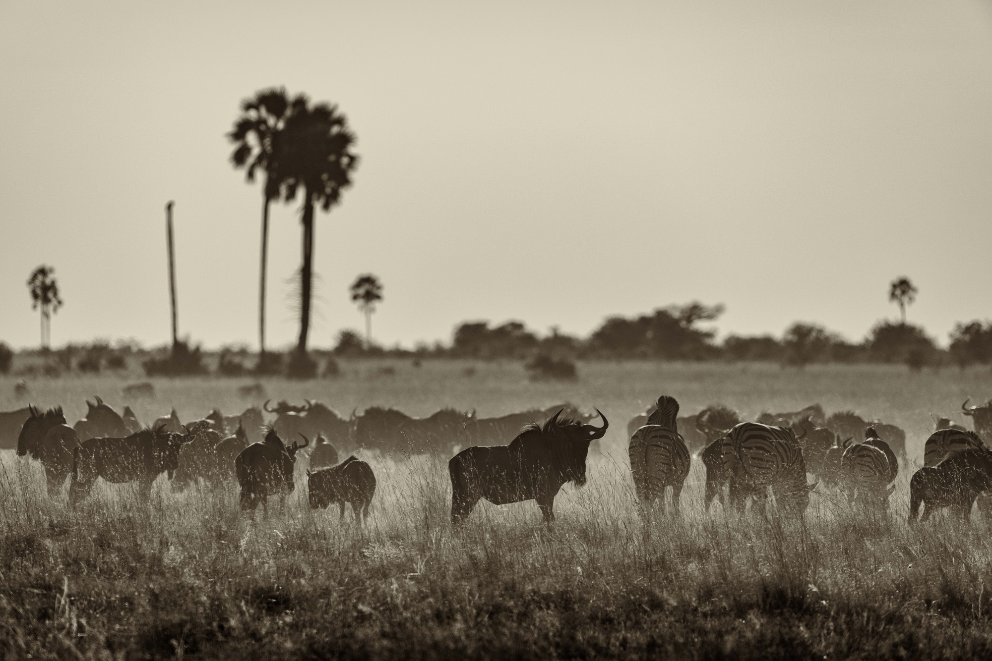A herd of wildebeest and zebra in long grass at first light, palm trees on the horizon